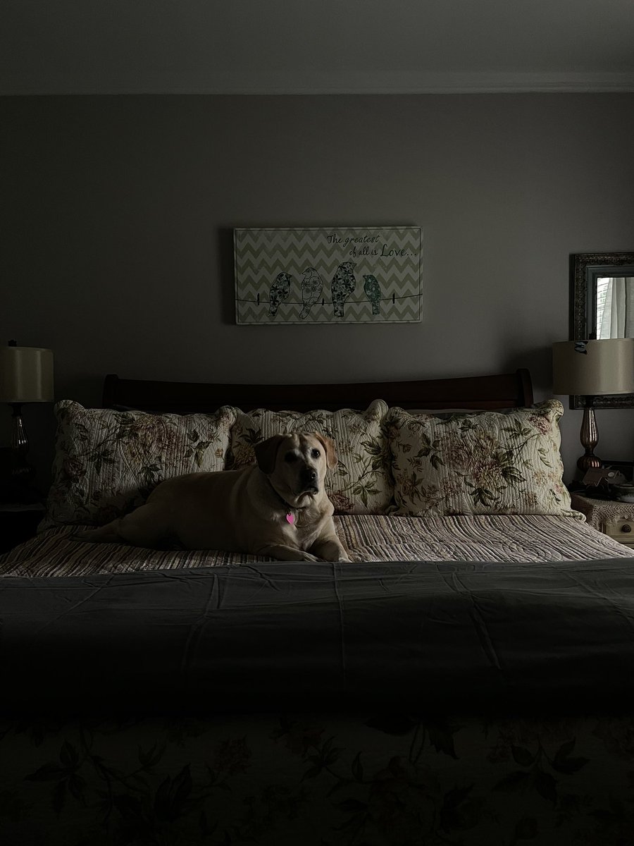 jamieamcbride's tweet photo. She thinks I made the bed just for her. I’m really surprised she wasn’t on the pillows. #labradorretriever #lifewithalabrador #spoileddog https://t.co/7GN5v46H78