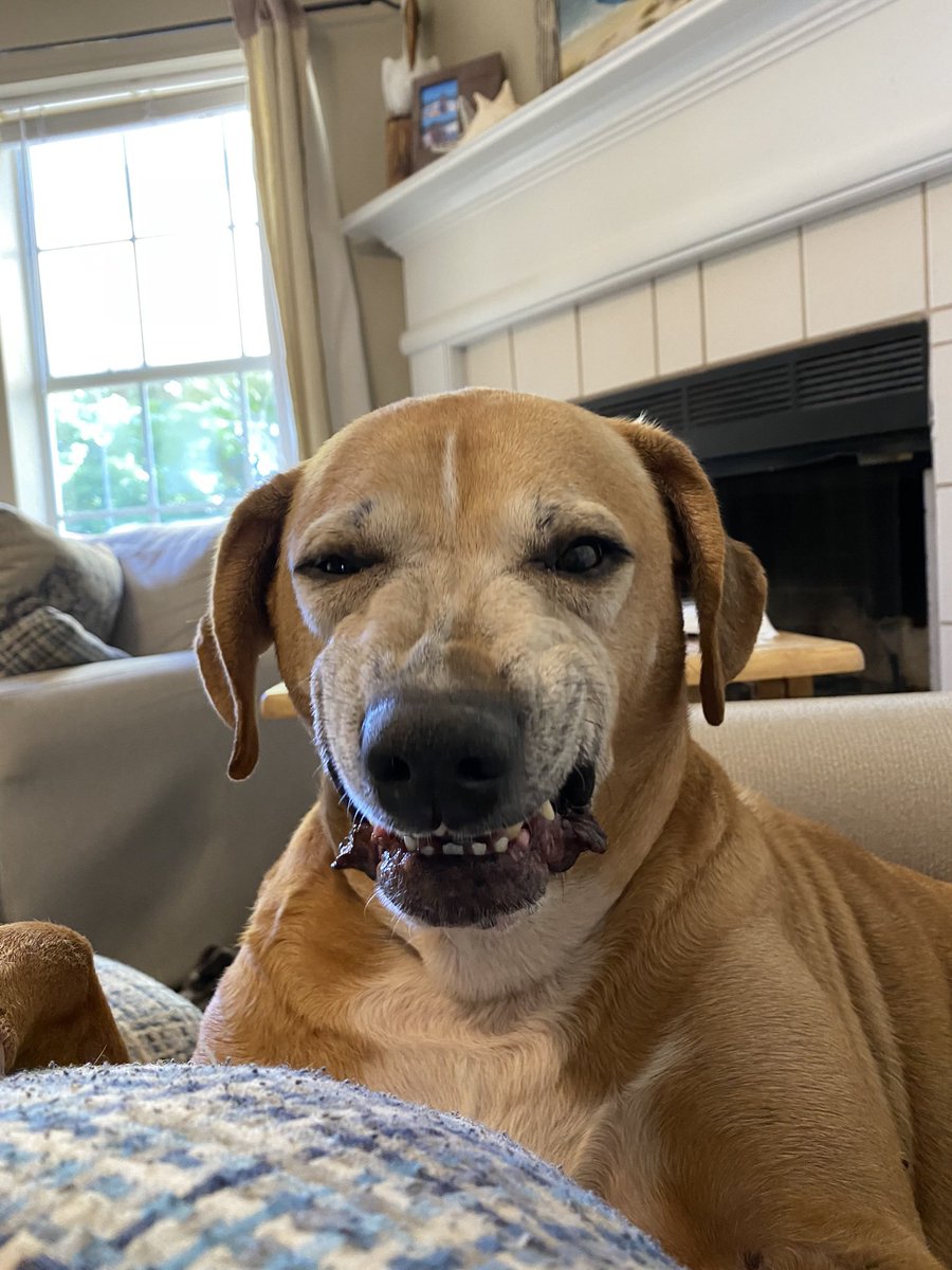 RunningMama0522's tweet photo. Daisy, your new puppy sister has been here for over a week and you are still being a little stand-offish. How about you give her a smile and at least pretend to like her…
#ThatsTerrifying #WeTried #workinprogress https://t.co/2u9jTkCv7O
