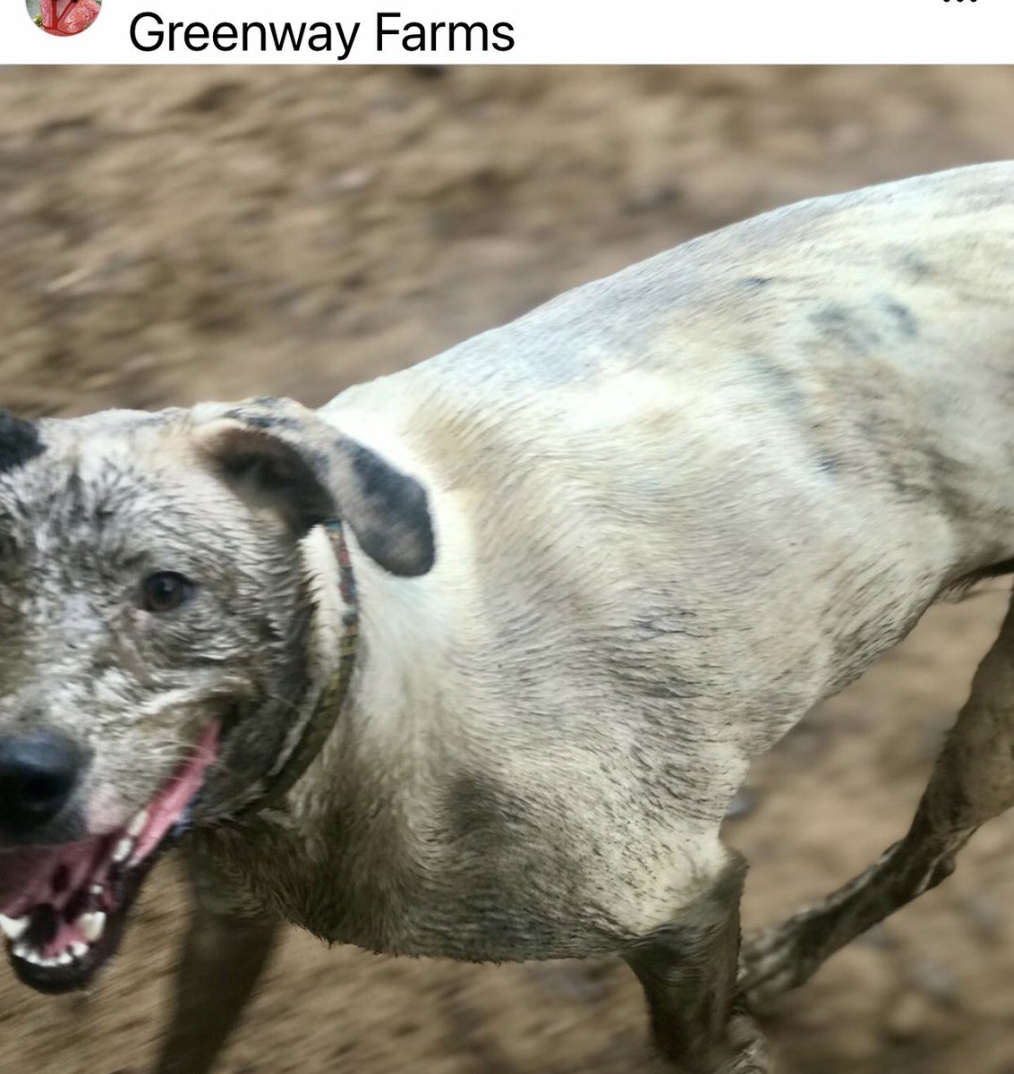 Partywithnikki's tweet photo. #dogparkdash2022 #greenwayFarms hixson https://t.co/ijYZYQvqKT