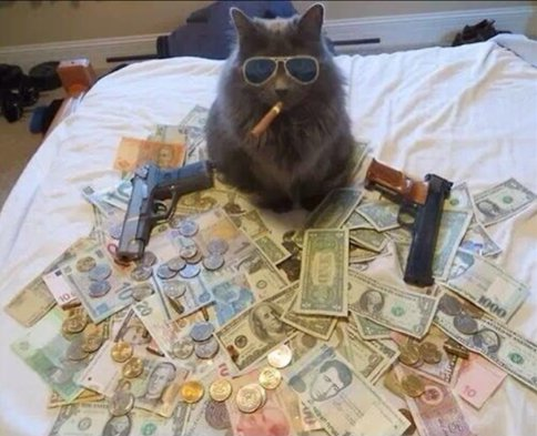Mhk478's tweet photo. Quando os gatos viram NFT 👀 #Bitcoin  #NFTCommunity https://t.co/hB6gATzcxK