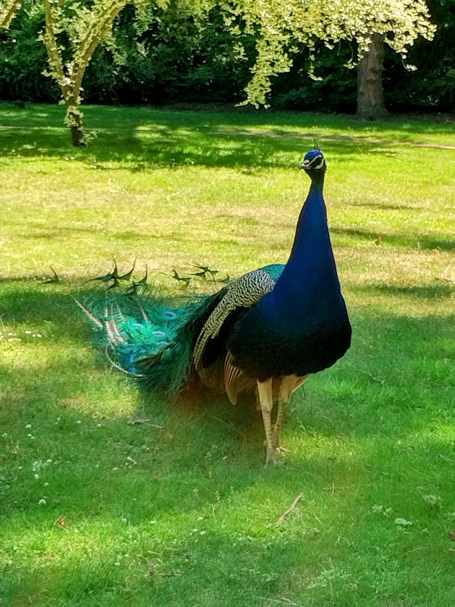 monikakreusel's tweet photo. Auch vorhin war ich wieder unterwegs und zwar im Forstbotanischen Garten #Köln in Rodenkirchen. Ein Mini-Urlaub! 😀🌿🌸🌲🌳🌞
#NeunEuroTicket #neuesentdecken #Erholung @Koeln @KVBAG
https://t.co/hPc1iqWenc https://t.co/WUOmIkGlEM