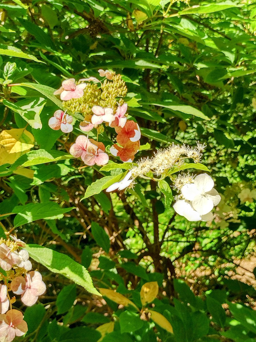 monikakreusel's tweet photo. Auch vorhin war ich wieder unterwegs und zwar im Forstbotanischen Garten #Köln in Rodenkirchen. Ein Mini-Urlaub! 😀🌿🌸🌲🌳🌞
#NeunEuroTicket #neuesentdecken #Erholung @Koeln @KVBAG
https://t.co/hPc1iqWenc https://t.co/WUOmIkGlEM