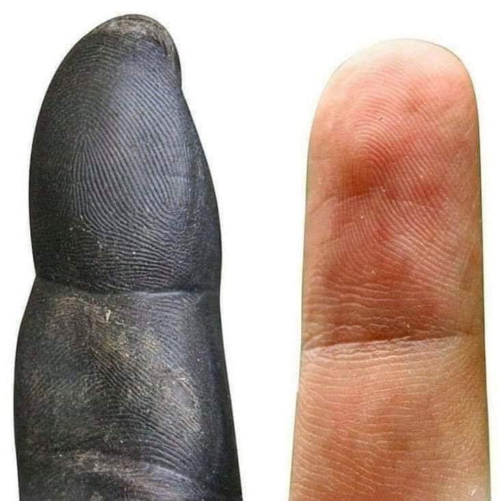 domdyer70's tweet photo. Chimp finger and human finger. Identical in pretty much every aspect.
We don't come from primates, we are primates, we're not a race, we're a species.
We are animals, we are mammals.
We are product of nature, we belong to it and we are part of it. https://t.co/Zv2n0QkZLt