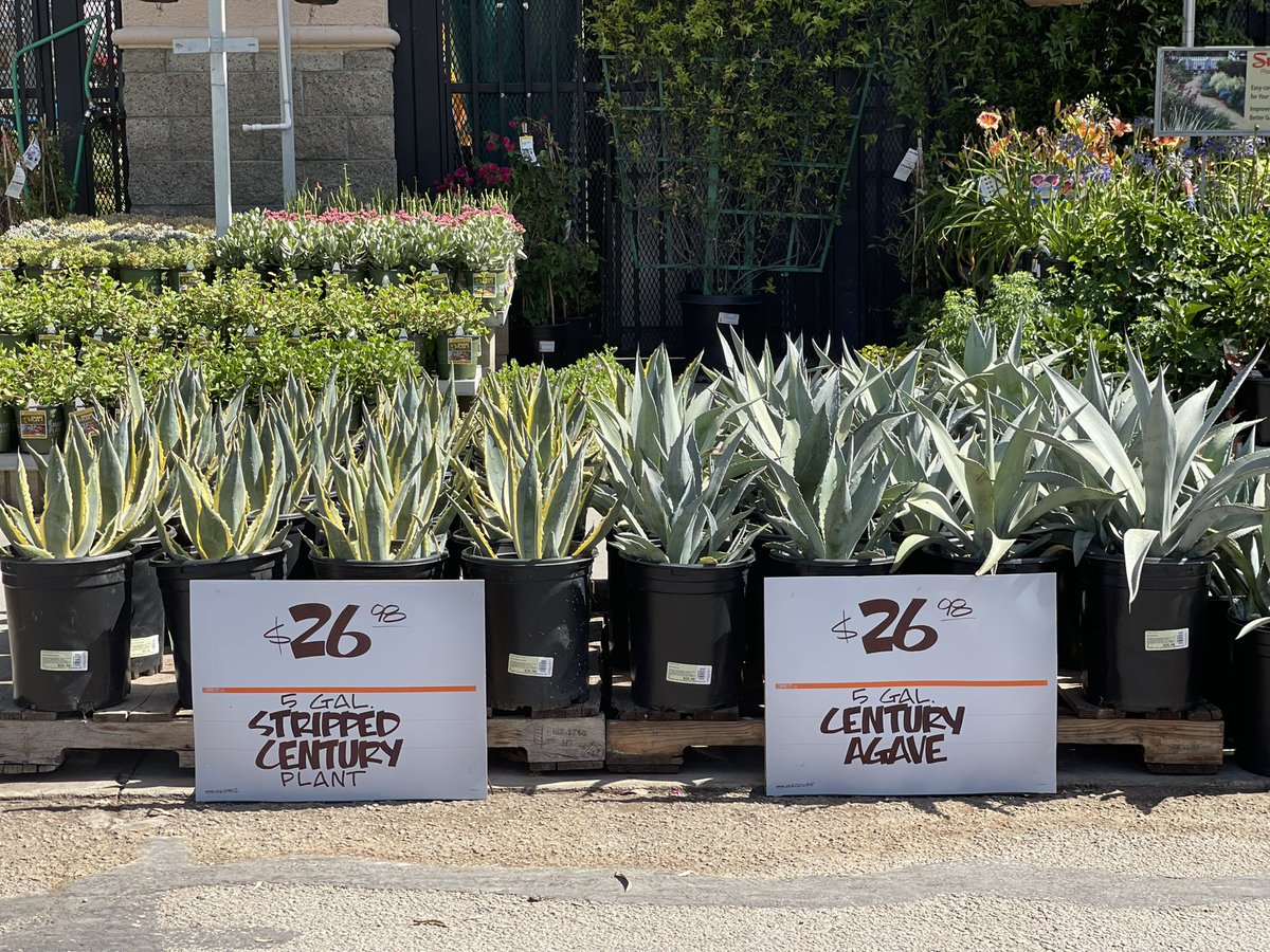 Erica Yasmin Diaz (@theonedm) on Twitter photo Store 1013 Summer Ready🌞🌵#droughtresistant #plants <a href="/josephgarciathd/">JOE GARCIA</a> <a href="/Steven_Mousseau/">Steven Mousseau</a> <a href="/katiebertoldi/">Katie Bertoldi</a> <a href="/DonnaDthd1013/">Donna De La Cruz</a> <a href="/DerekEgo/">Ego Derek</a> Store 1013 Summer Ready🌞🌵#droughtresistant #plants <a href="/josephgarciathd/">JOE GARCIA</a> <a href="/Steven_Mousseau/">Steven Mousseau</a> <a href="/katiebertoldi/">Katie Bertoldi</a> <a href="/DonnaDthd1013/">Donna De La Cruz</a> <a href="/DerekEgo/">Ego Derek</a>