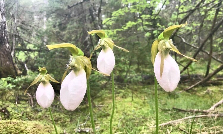 Hillsborough River Association tweet media