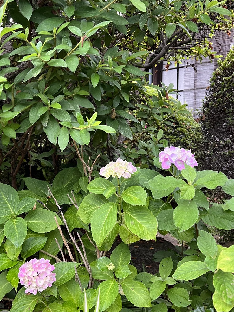 CabinComfy's tweet photo. おはようございます。庭の木槿が初めて今朝咲きました。
　蒔かぬのにあちこちに日本朝顔が咲き初めました。
　今日もご安全に。
#木槿
#朝顔
#紫陽花
#キャビンコンフィ
#車中泊
#船舶布団
#トラックドライバー https://t.co/z31zoayZQM