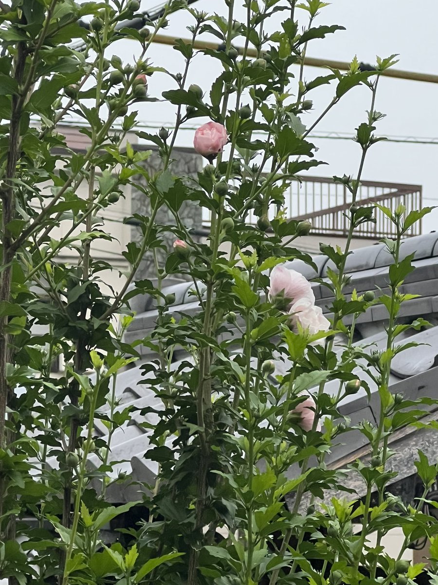 CabinComfy's tweet photo. おはようございます。庭の木槿が初めて今朝咲きました。
　蒔かぬのにあちこちに日本朝顔が咲き初めました。
　今日もご安全に。
#木槿
#朝顔
#紫陽花
#キャビンコンフィ
#車中泊
#船舶布団
#トラックドライバー https://t.co/z31zoayZQM