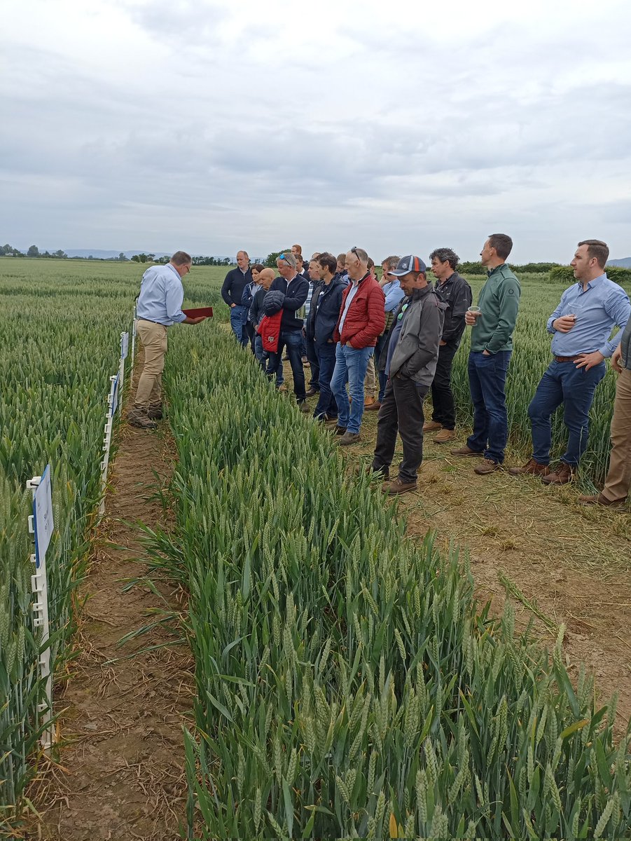 Great evening <a href="/farmerkaney/">Richard Kane</a> <a href="/broightergold/">#RapeseedOil🐝🌾🚜</a> for the <a href="/UlsterArable/">UlsterArableSociety</a> <a href="/itlusie/">ITLUS</a> visit to the <a href="/AHDB_Cereals/">AHDB Cereals</a> <a href="/afbi_cross/">AFBI Crossnacreevy</a> cereal variety plots! Great attendance with 170+ growers from all over island of Ireland
