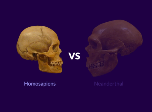 saangadu's tweet photo. Vea pues. Incluso el Neardenthal siendo más fuerte. El homosapiens gano la supremacia por su habilidad de contar historias. https://t.co/oG5V0DD7EX