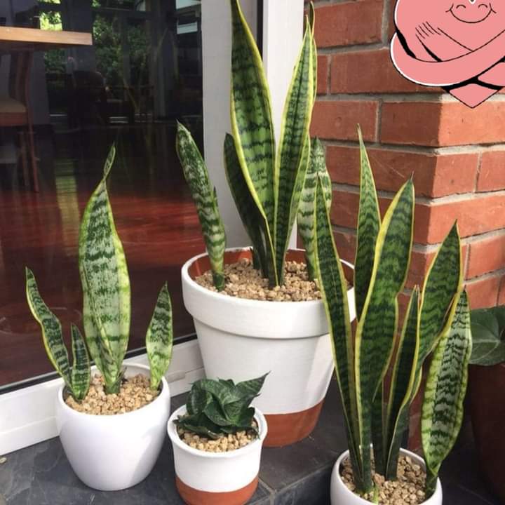 hilmuj's tweet photo. 🌿LENGUA DE SUEGRA🌿Sabias que : 🌿 Cuándo duermes con una planta “Sansevieria”(lengua de suegra,Vara de San Jorge) en tu cuarto obtienes aire puro y natural.Está planta libera oxígeno por la noche, mejorando el aire a tu alrededor y esto te ayuda a dormir mejor
🌿Debido a que es https://t.co/uQYP2stIbc