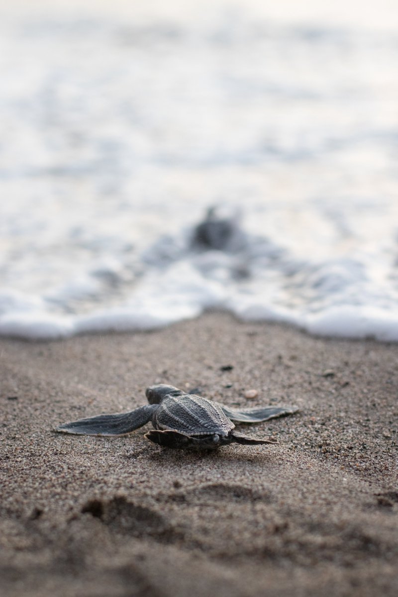 VelasVallarta's tweet photo. Nothing like experiencing an unforgettable sunset watching sea turtle hatchlings being released into the ocean! Happy #WorldSeaTurtle Day. https://t.co/q01aLYChjz