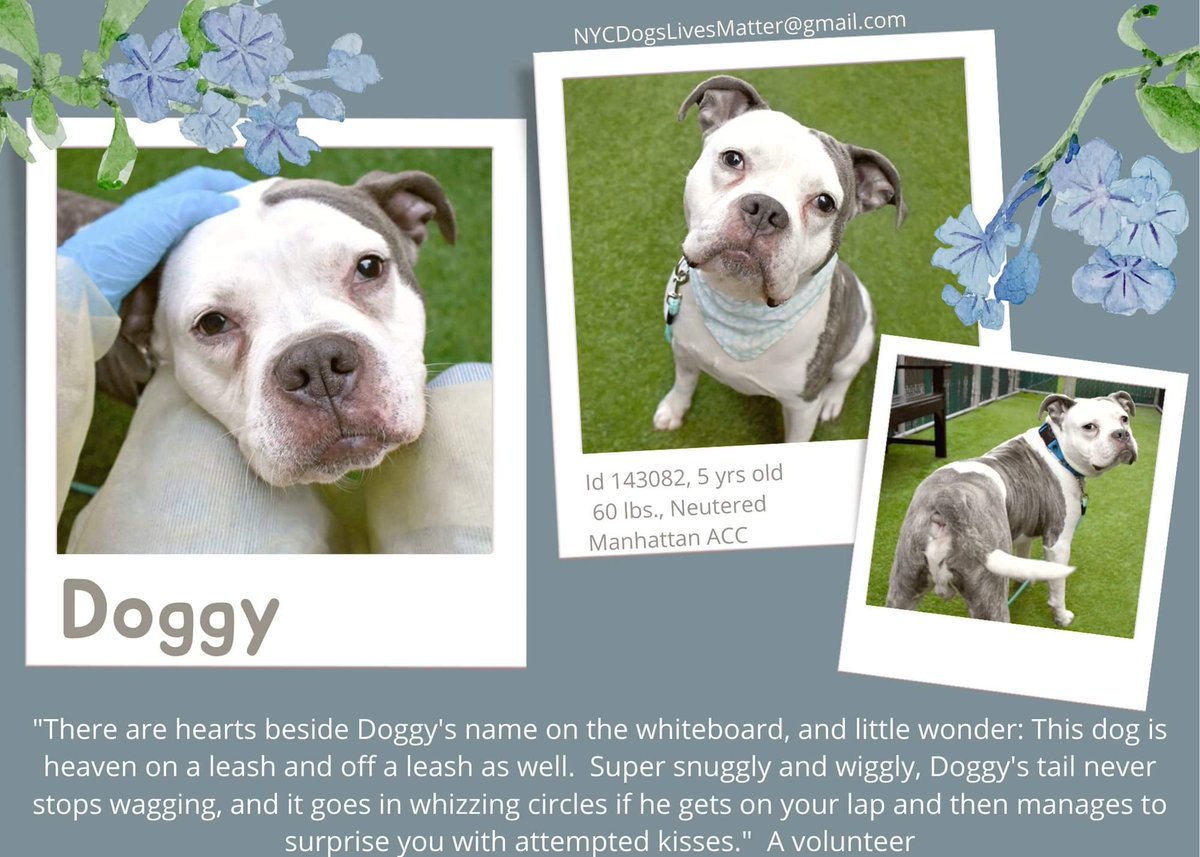 💔Doggy💔
#NYCACC #143082
▪️To Be Killed: 6/18💉
Affectionate, playful sweetie. Adores ppl, snuggler, ever wagging tail +gives kisses! Fab on leash +Gd w🐕! After dumped thru 0 fault his own, stressed +biting kennel walls. Needs loving, N.East #Adopter/#Foster Pls #pledge
💞Doggy