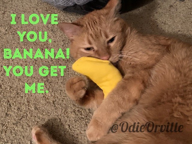 THE Odie Bob Orville 😺 (@odieorville) on Twitter photo 
