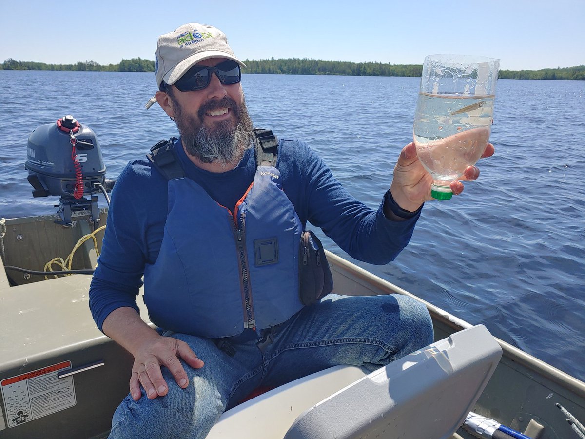 Today, juvenile Atlantic Whitefish were released by DFO tech Andrew Breen. These fish moved from Dalhousie's Aquatron, to streamside acclimation tanks, then a soft-release lake enclosure, prior to full release today. #AtlanticWhitefish  #endangeredspecies @DFO_Science <a href="/DFO_MAR/">DFO Maritimes</a>