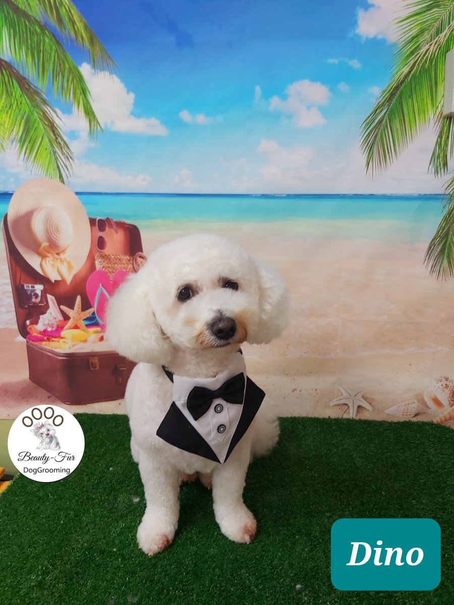 sin3673's tweet image. Welcome to my boy dino.available for weddings etc