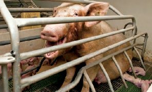 Have mercy on the animals. Go Vegan 🙏
