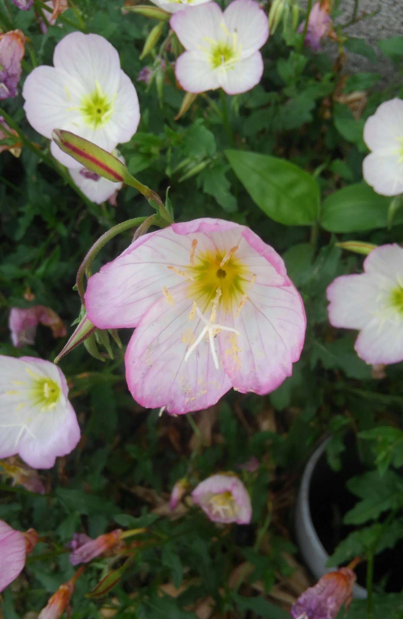野に咲く花 6月17日 金 おはようございます 今朝の花は ツキミソウ 月見草 花言葉 ほのかな恋 風に揺られている月見草 揺られている様子からは 優しさと健気なさが伝わってきます まるで花の合唱隊 T Co