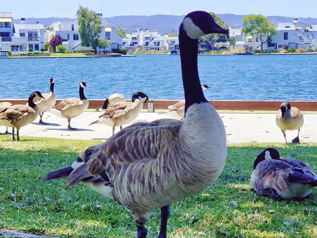 LukLau's tweet photo. 🙏Please retweet! The Foster City is putting the geese in gas chamber!
PLEASE help me spread the words and stop this selfishness and cruelty!
#fostercity
#stopgooseabuse
#contraceptionoverkilling
https://t.co/s5YXKDNkIc https://t.co/oRgxYMJmwp