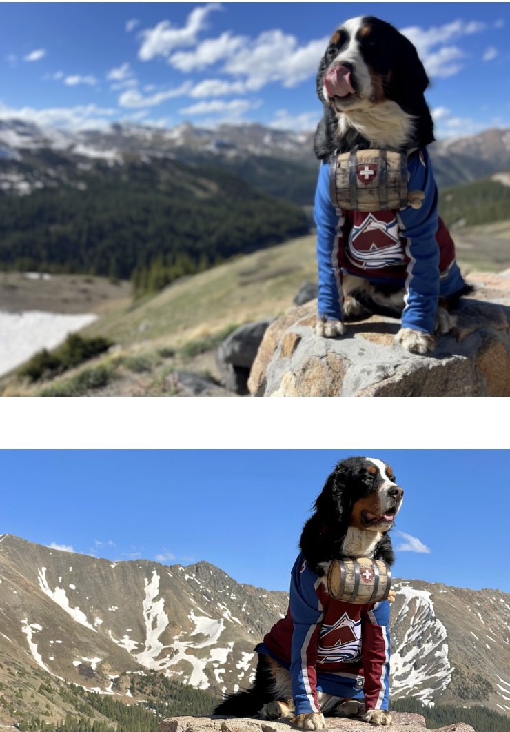 TroyRenck's tweet photo. Georgetown Mayor Parker the Snow Dog hanging out near Loveland Ski Area. Like so many, Parker is all in on the #Avs. #Denver7 https://t.co/8dtZ6FyH6s