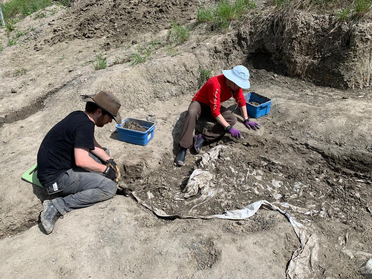 EL_Bamforth's tweet photo. Had a most excellent week 'in the office' - opening our #Pachyrhinosaur #bonebed for the season and beta-testing the @CurrieMuseum's new Fossil Float tour on the #WapitiRiver. Love this job! #paleontology #PeaceRegionAB @CountyofGP (Thx to @Pieceofasaurus for the photo!) https://t.co/X9IkIRPJBe