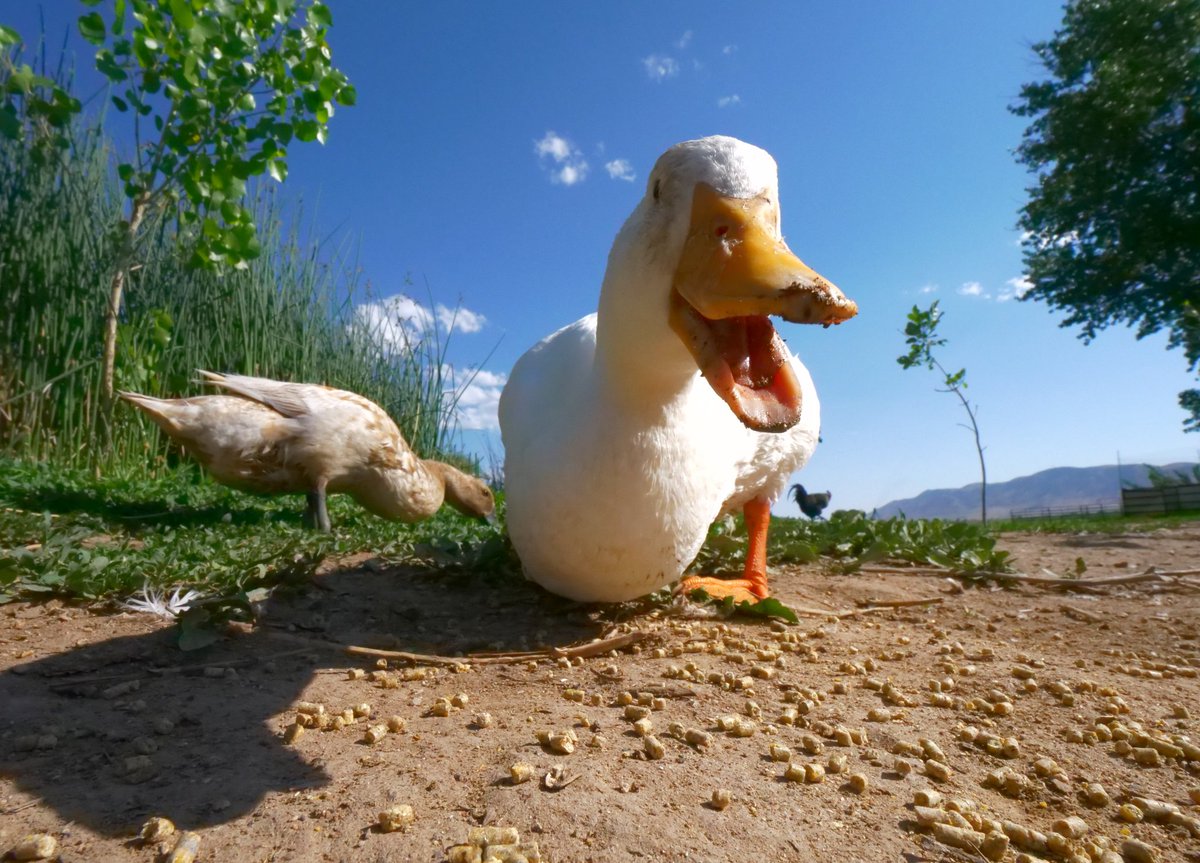 DuckFoodBot's tweet photo. Icee loves you

(retweet to send a snack to the ducks https://t.co/bCx4zPvQWf) https://t.co/jQGvcoLjy5