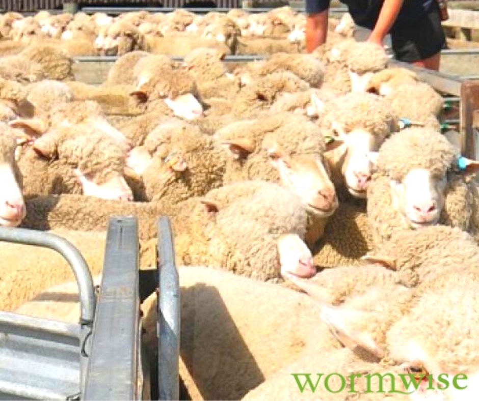 Worms can have a significant effect on the productivity &amp; welfare of livestock and can be one of the biggest challenges farmers face.

We provide the latest knowledge, resources and techniques to effectively and sustainably manage worms.  

wormwise.co.nz

#Wormwise