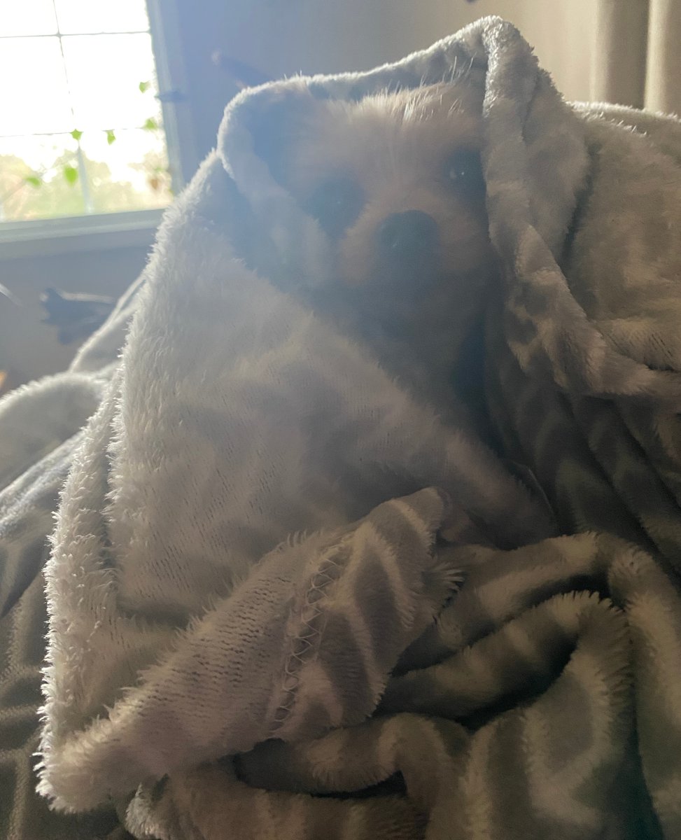 FullexposureB's tweet photo. #cute #puppy #puppylove #doglover #dog #adventuredog #dogsarefamily #lifewithdogs, #dogsarethebest #bestdog #instadog #dogsofinstagram #sully #yorkie #yorkiesofinstagram #michigan #fullexposureblog #teacherlife https://t.co/xQHAw7Nhs7