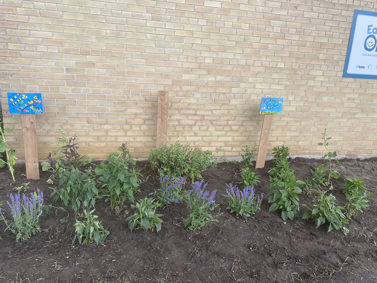 Mr. Schram and Grade 5's have worked hard to prepare for and plant our new pollinator garden-one way that we can give back and be good stewards of the land. It's already a big hit for area bees! Thank you @PollinateTO for helping us make this possible.🐝🦋 @LC3_TDSB