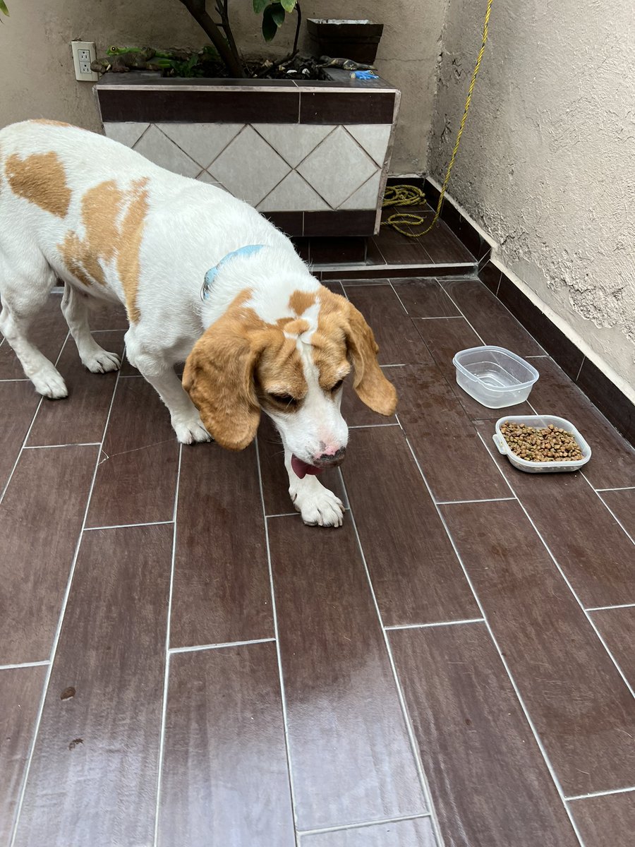 Gabo_Supertramp's tweet photo. @Coapa_ @CoapaXochimilco @VillaCoapaMX me encontré a este perrito en Acoxpa y Miramontes, enfrente de Waldos. Si alguien lo reconoce por favor escríbame a través de mensaje directo. Gracias https://t.co/jOiZ0LK1qp