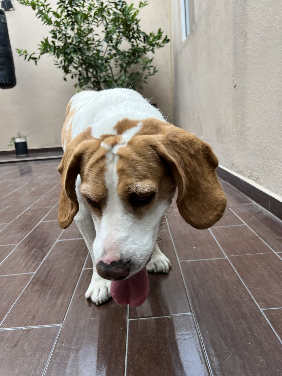 Gabo_Supertramp's tweet photo. @Coapa_ @CoapaXochimilco @VillaCoapaMX me encontré a este perrito en Acoxpa y Miramontes, enfrente de Waldos. Si alguien lo reconoce por favor escríbame a través de mensaje directo. Gracias https://t.co/jOiZ0LK1qp