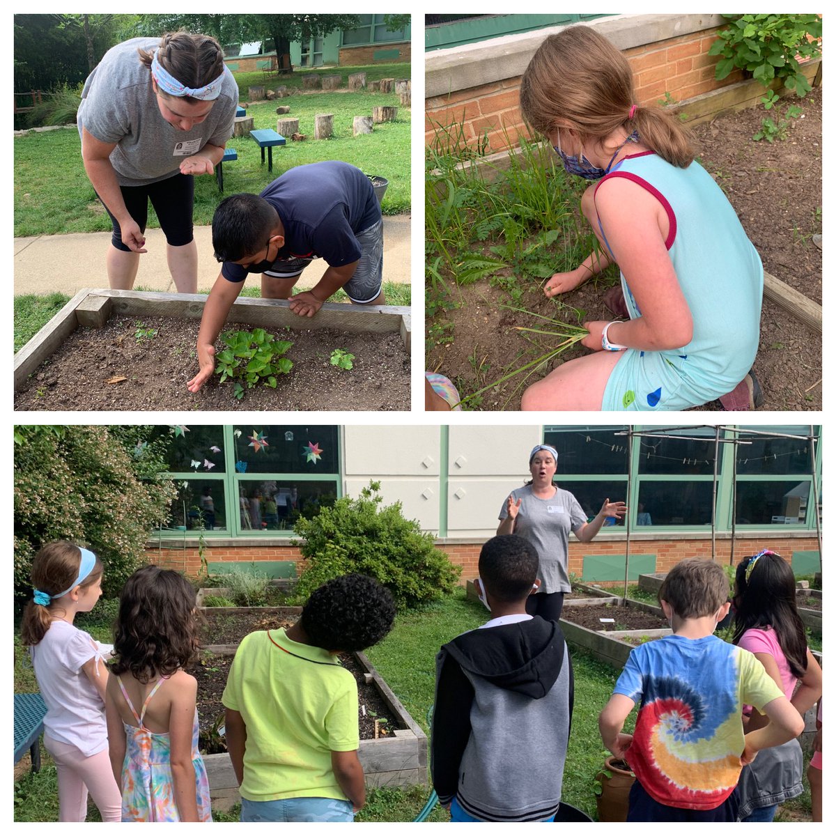 Caroline (McAleer) Ross (@mrs_rossclass) on Twitter photo We wanted to get in one more day of gardening before the year comes to an end! <a href="/CampbellAPS/">Maureen Nesselrode</a> We wanted to get in one more day of gardening before the year comes to an end! <a href="/CampbellAPS/">Maureen Nesselrode</a>