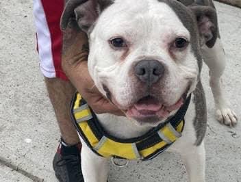 Doggy #143082, a beloved dog with ❤️s written beside his name in @Nycacc now dies Saturday. Wrenched from his family of 5 years, to now facing the end of his life. BEST behavior rating, a perfect housemate! Save him: pledges <a href="/TomJumboGrumbo/">Keith Olbermann's Dogs</a> PLEASE RT DOGGY
facebook.com/mldsavingnycdo…