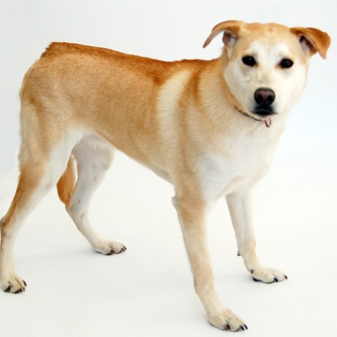 APAofMO's tweet photo. APA Alum, Ginger, pictured here, recently had a DNA test done by her family. What breed(s) do you think were included in her results? Share your guesses and we will share the results tomorrow!
#APAAlumni #APA #APAMO #AdoptDontShop #Dogs https://t.co/d0JSDhLtFR