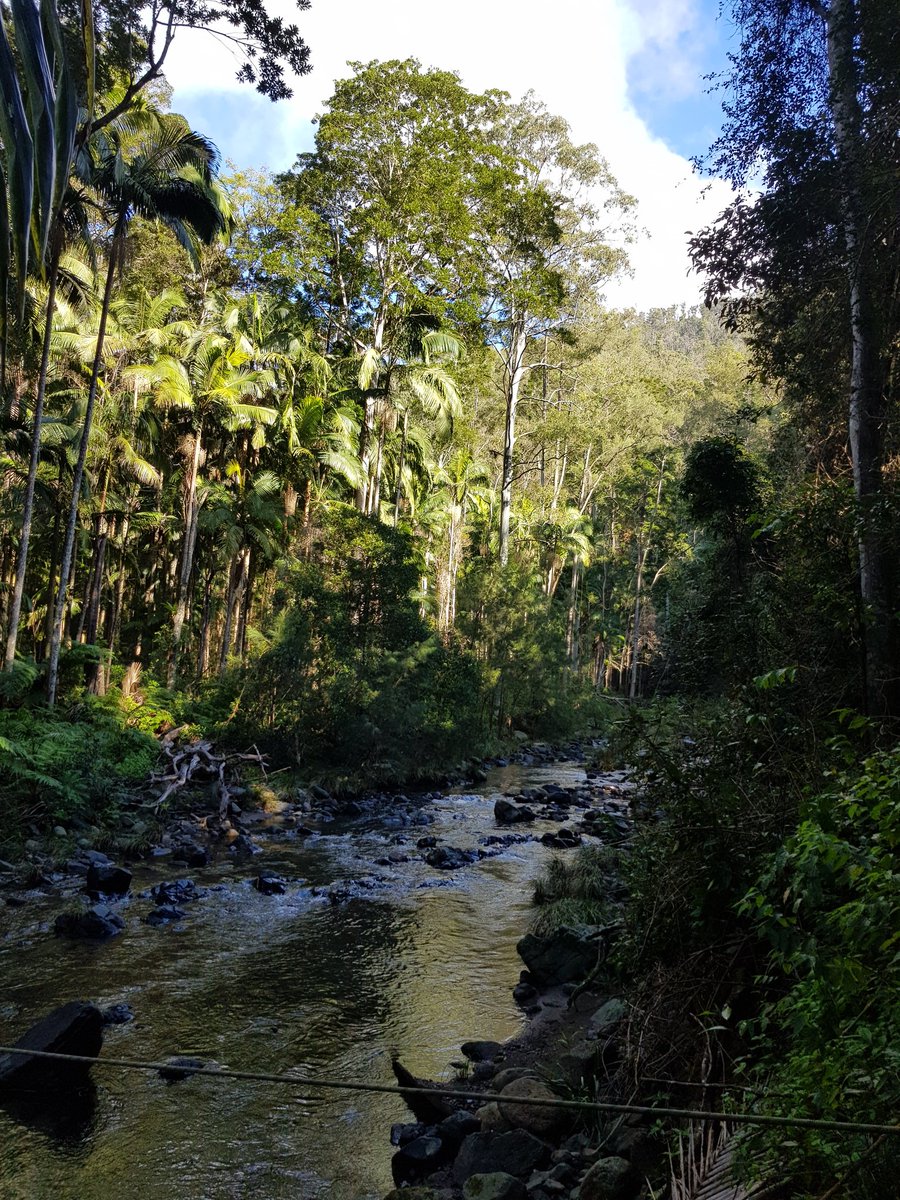 A beautiful morning to start #MERNetwork monitoring just off the Illinbah track #lamingtonNP <a href="/SuzanneProber/">Suzanne Prober</a> @SamNicol16 <a href="/TERN_Aus/">TERN</a> @envirogov