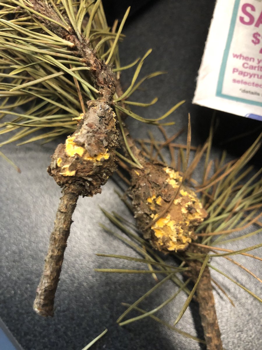 Mycocentriq's tweet photo. May be mostly working with Chytrids, but rusts have my heart - I suppose they say absence makes the heart grow fonder #rust #fungi #mycologytwitter #endocronartium #westerngallrust #shorepine #notsoshorepineeh #thegall https://t.co/0k3jiVZPYz