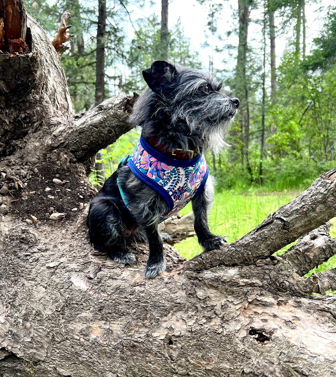 Lady_RBF's tweet image. Today&apos;s sewing project... new harness for Ida! So long to the days of Ida being misgendered from her worn out brown plaid harness. #sewfun