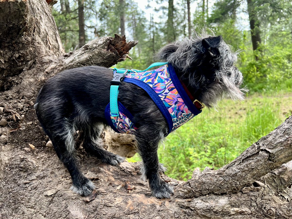 Lady_RBF's tweet image. Today&apos;s sewing project... new harness for Ida! So long to the days of Ida being misgendered from her worn out brown plaid harness. #sewfun