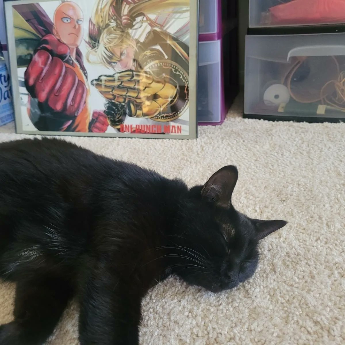 TigBittyKitty's tweet photo. Dada was doing some yoga, savasana 🐈‍⬛😺♥️ #cat #cats #catlifestyle #catdad #catlife #cute #cutecats #blackcat #blackcats #CatsOfTwitter #CatsOnTwitter #gato #Gatos #housepanther https://t.co/UWAdari7TD