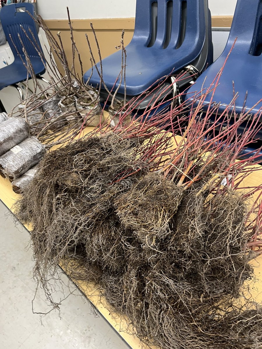 JoshLuna04's tweet photo. Trees are sorted and ready to plant. Tomorrow @WestStPaulScho1 will plant 1000 trees and shrubs! 🌿🌿🌳🌳🌲🌲#7oaks https://t.co/mnlYajc2tO