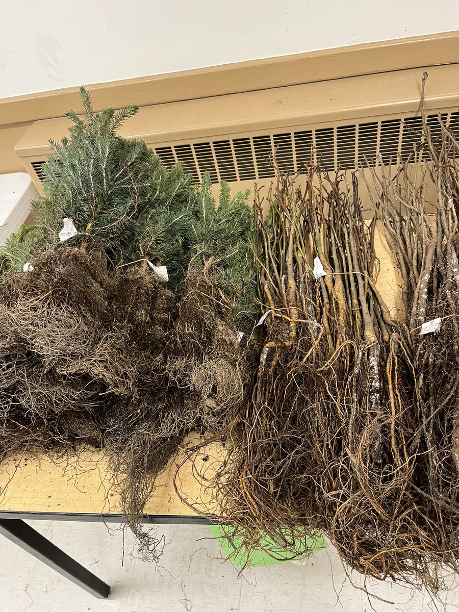 JoshLuna04's tweet photo. Trees are sorted and ready to plant. Tomorrow @WestStPaulScho1 will plant 1000 trees and shrubs! 🌿🌿🌳🌳🌲🌲#7oaks https://t.co/mnlYajc2tO