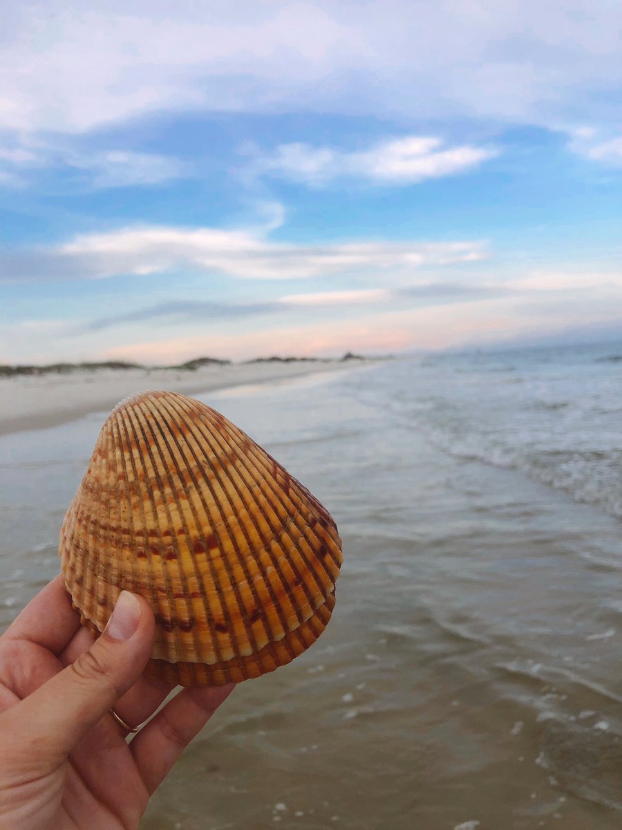 sunsets &amp; seashells in fort morgan 🐚

<a href="/spann/">James Spann</a>