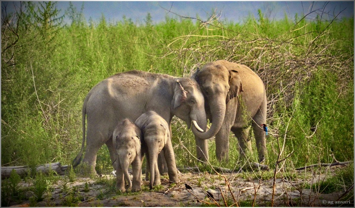 rameshpandeyifs's tweet photo. If one wants to know how socially attached our gentle giants are, then here is a picture worth a thousand words. 

VC: @agacorbett https://t.co/8wjorIOLa1