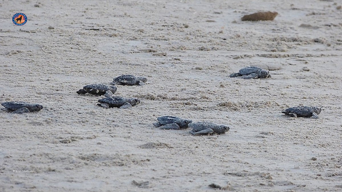 Defenders's tweet photo. There are 240 Kemp's ridley #SeaTurtle nests so far this year on Texas beaches! 

Help protect nesting sea #turtles by: 
🟢 Keeping beaches clean &amp; free of holes 
🟢 Avoid driving on nesting beaches 
🟢 Calling 1-866-TURTLE5 if you spot a sea turtle or a nest 

#WorldSeaTurtleDay https://t.co/ysEvONStzQ