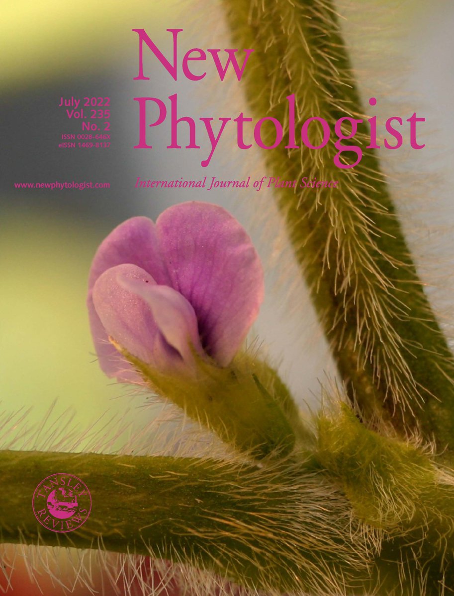 NewPhyt's tweet photo. New issue #NPCover features a soybean (Glycine max) flower from a plant subjected to a combination of water deficit and heat stress. Photo: Ron Mittler
Read more about the research behind the cover in Sinha et al. 📖 https://t.co/BhUq6tK2Pb https://t.co/9ium5A48rx