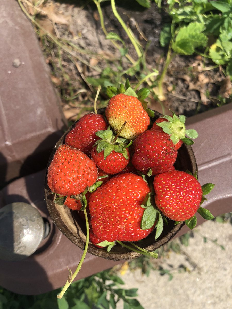 bennett_mca's tweet photo. Our school garden beds are planted and we see growth every day. Happy to add some harvested strawberries to our BPMC Little Free Pantry. #learnoutside #community #schoolgardens https://t.co/tlWgElPRar