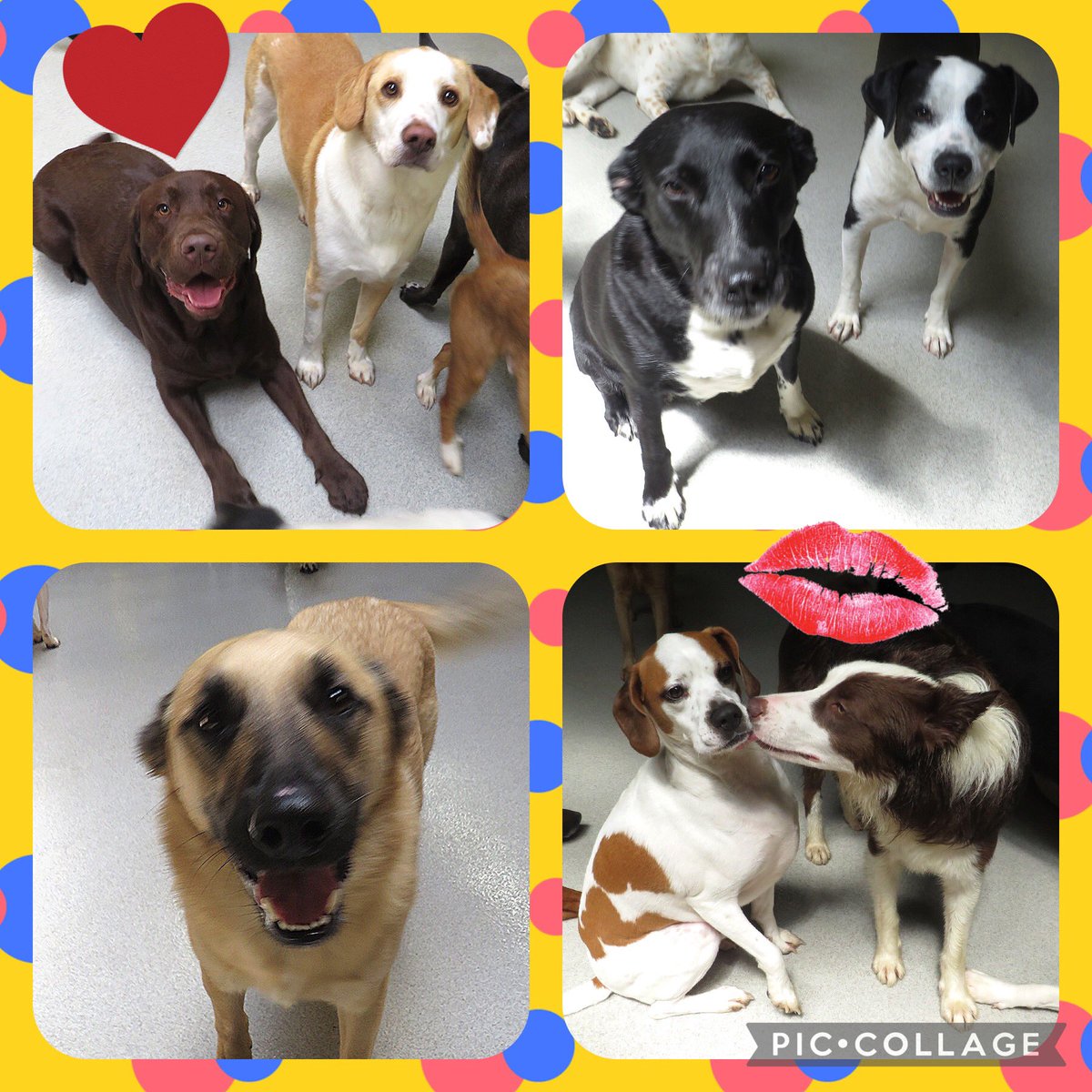 So many smiles in daycare today! 😊 @mccoodavis @kathyireland @SamirAlsaraf @SusanBryenton @LitchfieldFund @AlsarafMaggie8 @Stylejulieanne @timeoutchicago @tailsmagazines @chicagodogs @wisebeautyqueen