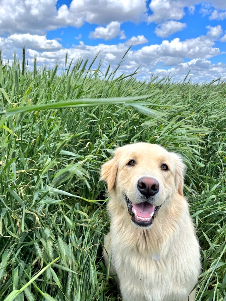 Pituraseeds's tweet photo. We can't decide what's more beautiful...
Let's put it to a vote...

1. "Like" if this KWS Trebiano yield potential is 100 bu/ac plus?
2. "Retweet" for @stevetapley55 mustache? 
3. "Comment" if Lou makes the rye look better than it is!

@FPGenetics @KWS_Group #dogscout https://t.co/L4CKdGZoeC