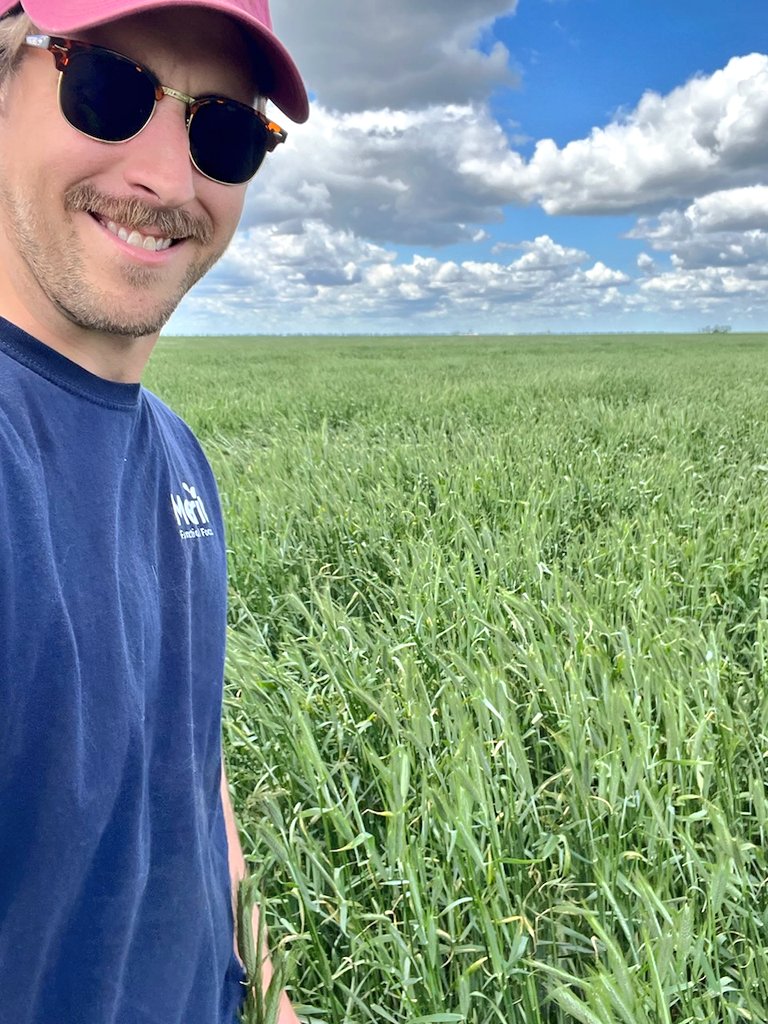 Pituraseeds's tweet photo. We can't decide what's more beautiful...
Let's put it to a vote...

1. "Like" if this KWS Trebiano yield potential is 100 bu/ac plus?
2. "Retweet" for @stevetapley55 mustache? 
3. "Comment" if Lou makes the rye look better than it is!

@FPGenetics @KWS_Group #dogscout https://t.co/L4CKdGZoeC