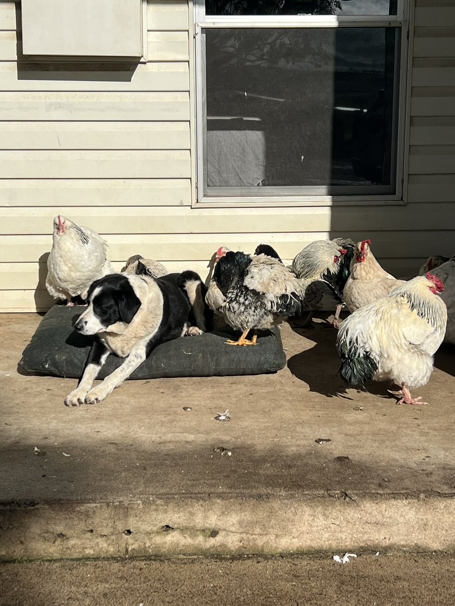 PepperJamie's tweet photo. The hens are in charge around here #chickens #hens #egglayingmachines #hensoftwitter https://t.co/2LoKoK6WRA