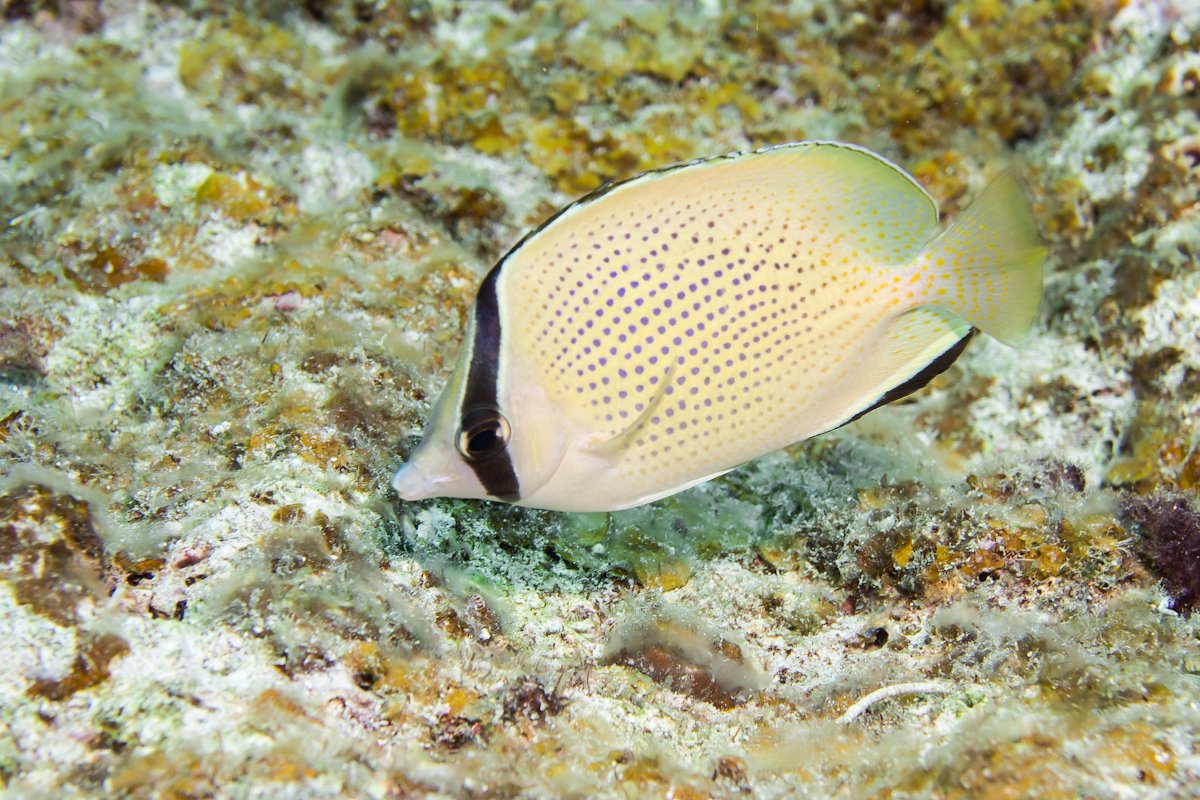 Yas ダイビング魚図鑑作成中 薄黄色に青からオレンジ色の小点を持つ ゴマチョウチョウウオ サンゴ礁よりも岩礁域でよく見る印象 この写真は八重山諸島の黒島で撮影 T Co Dqjqbf5mqj Twitter Yas ダイビング魚図鑑作成中 薄黄色に青からオレンジ色の小点を持つ ゴマチョウチョウウオ サンゴ礁よりも岩礁域でよく見る印象 この写真は八重山諸島の黒島で撮影 T Co Dqjqbf5mqj Twitter